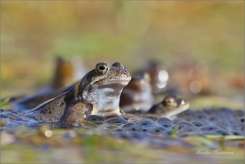 <p>SKOKAN HNĚDÝ ( (Rana temporaria) ---- /Common frofg - Grasfrosch/</p>